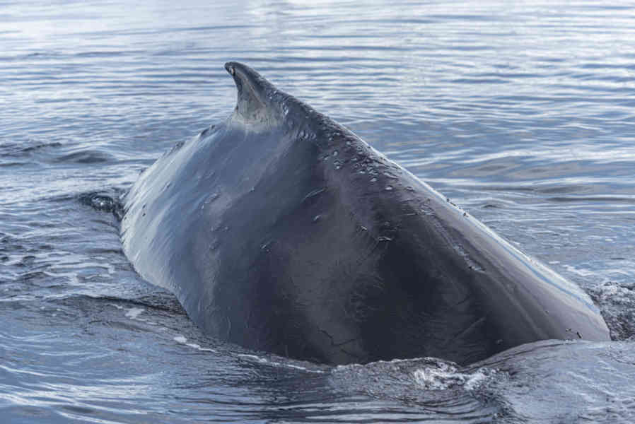 Ballena Minke - Antártida 17.jpg